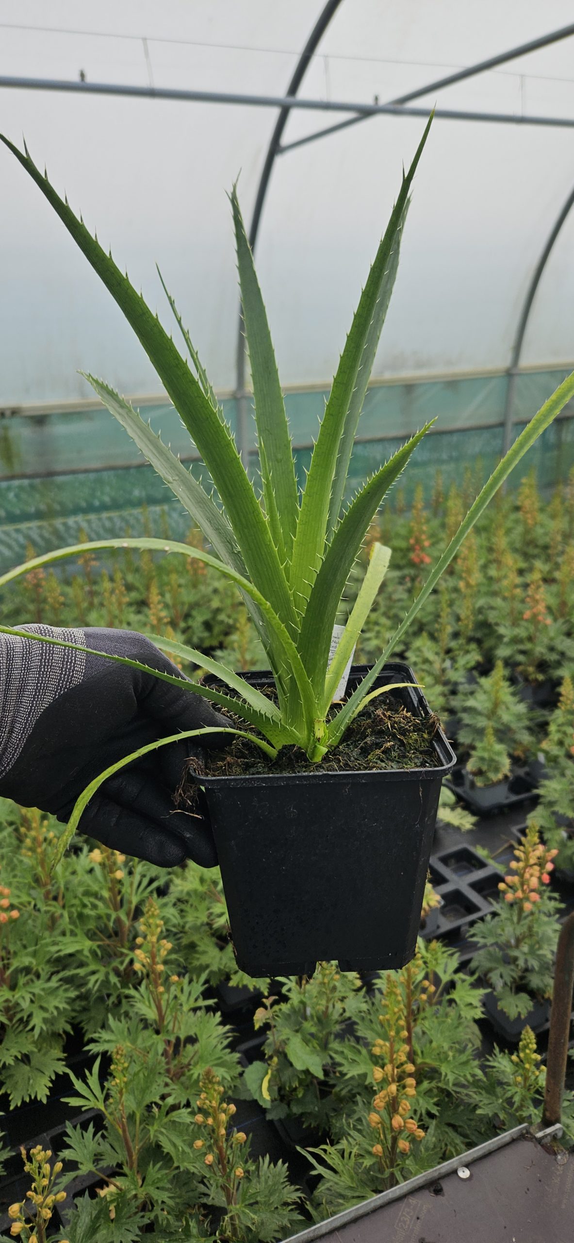 Eryngium Yuccifolium Magical Red Thunder Shop Eryngium Proctors Eryngium Yuccifolium Magical Red Thunder Shop Eryngium Proctors