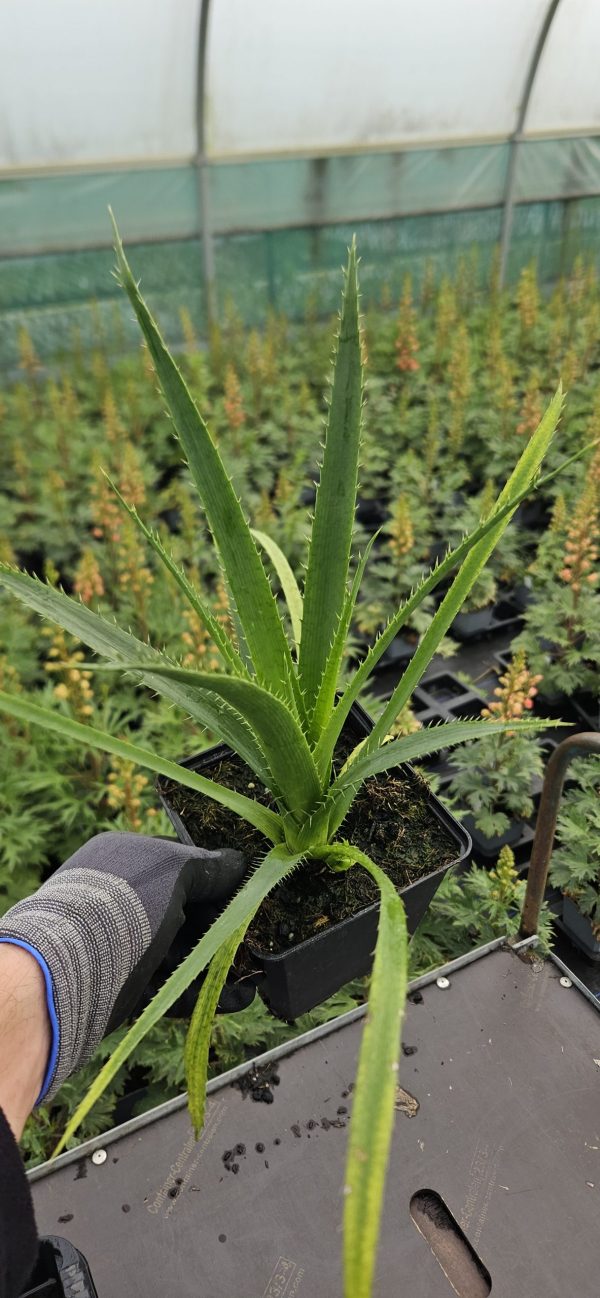 Eryngium yuccifolium 'Magical Red Thunder'3 Eryngium yuccifolium 'Magical Red Thunder'