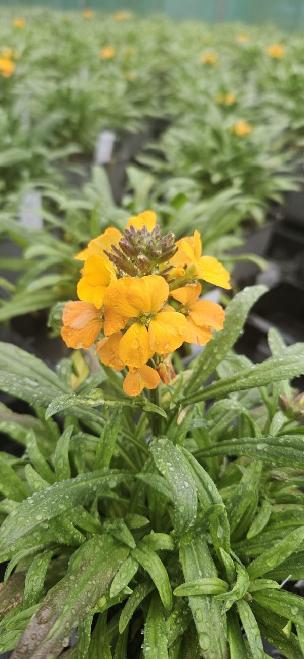 Erysimum 'Cheers Florange' Erysimum 'Cheers Florange'