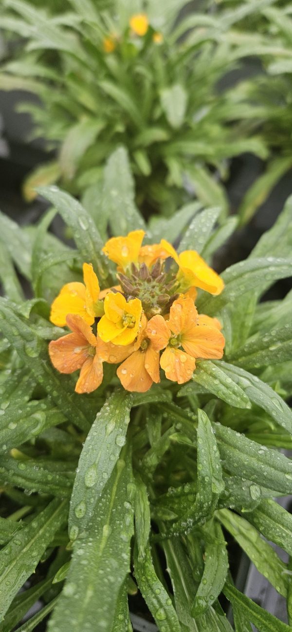 Erysimum 'Cheers Florange' 2 Erysimum 'Cheers Florange'