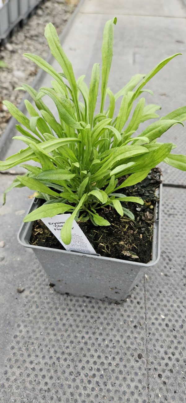 Erysimum 'Cheers Florange' 3 Erysimum 'Cheers Florange'