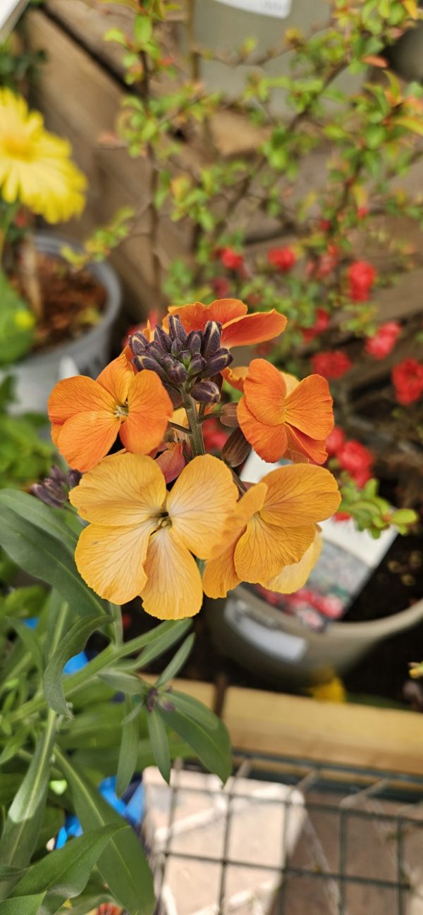Erysimum 'Rysi Copper'