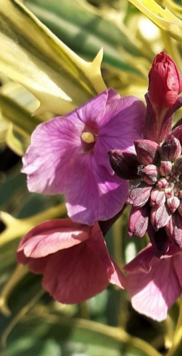 Erysimum linifolium 'Stars and Stripes' Erysimum linifolium 'Stars and Stripes'