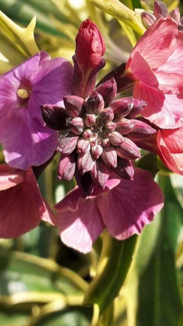 Erysimum linifolium 'Stars and Stripes'2 Erysimum linifolium 'Stars and Stripes'