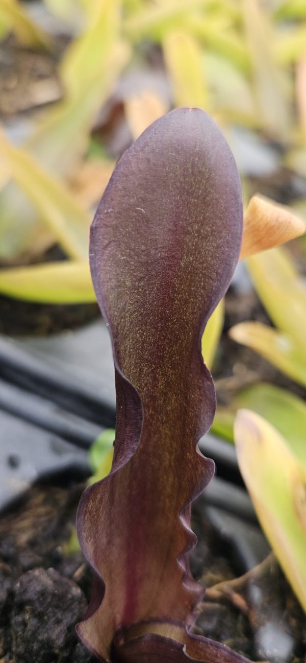 Eucomis 'Purple Reign' Eucomis 'Purple Reign'