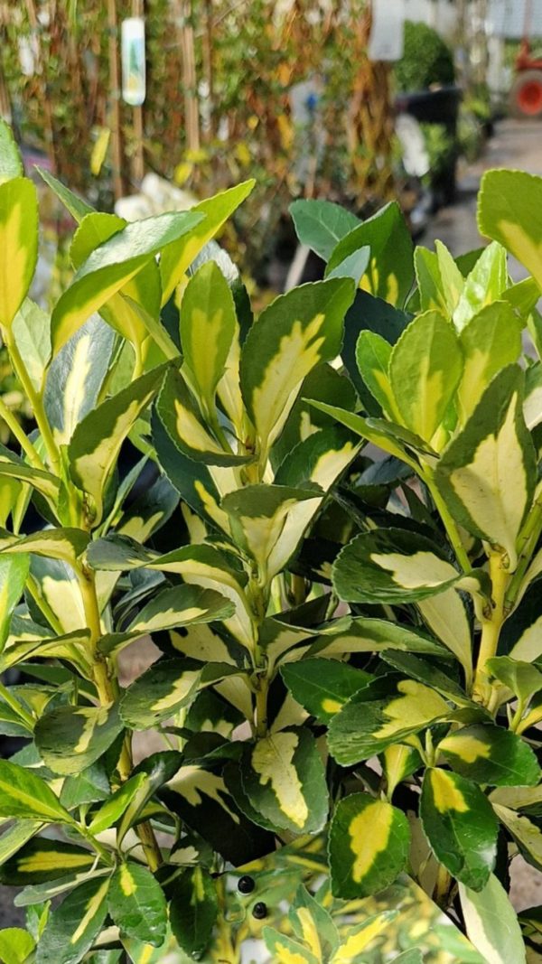 Euonymus japonicus 'Gold Queen' Euonymus japonicus 'Gold Queen'