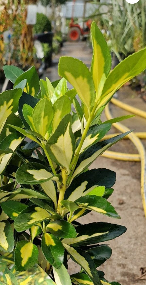 Euonymus japonicus 'Gold Queen'2 Euonymus japonicus 'Gold Queen'
