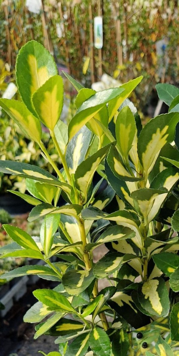 Euonymus japonicus 'Gold Queen'3 Euonymus japonicus 'Gold Queen'