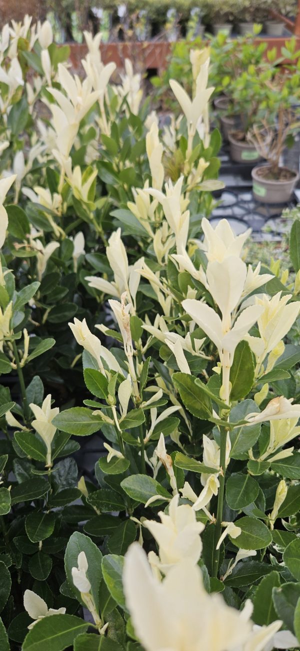Euonymus japonicus 'Paloma Blanca'