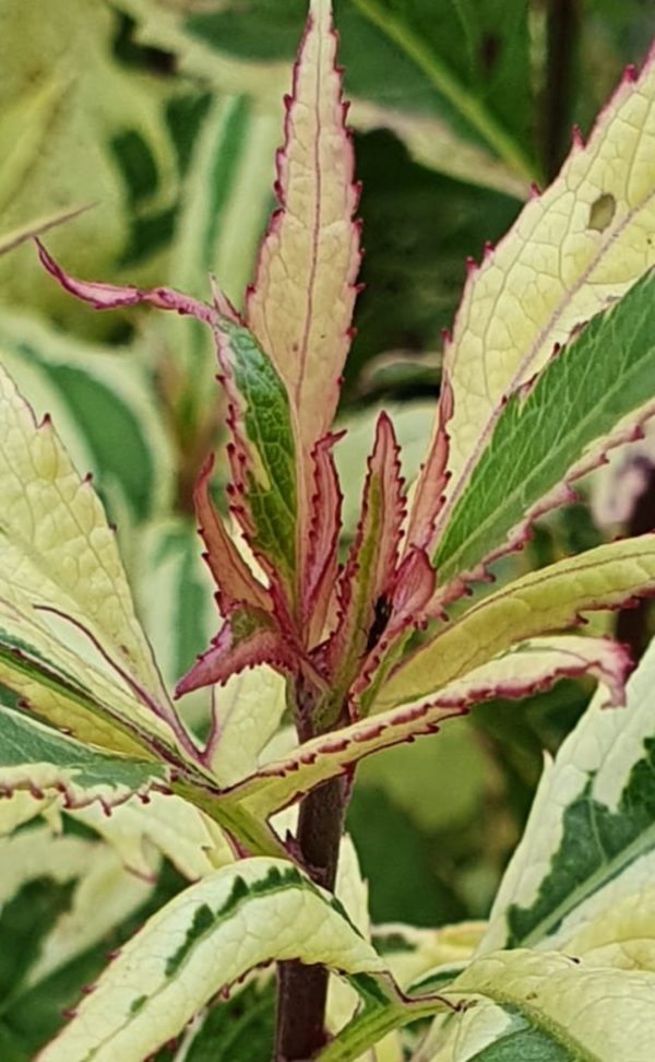Eupatorium fortunei 'Capri' Eupatorium fortunei 'Capri'