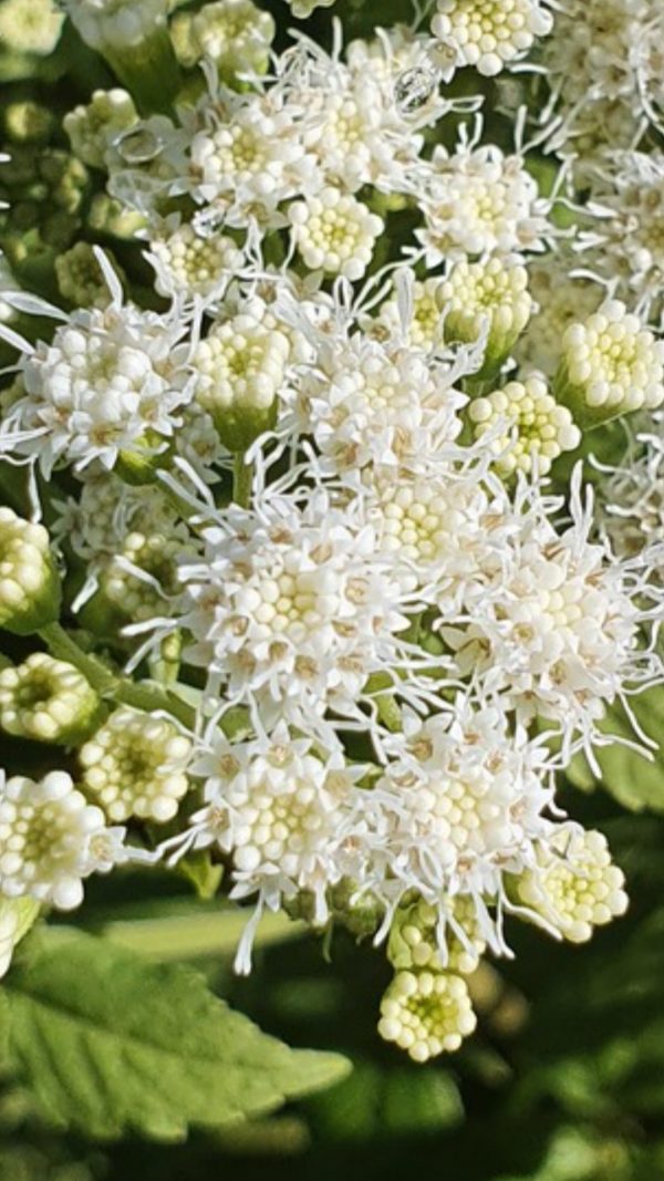 Eupatorium rugosum 'Lucky Melody'