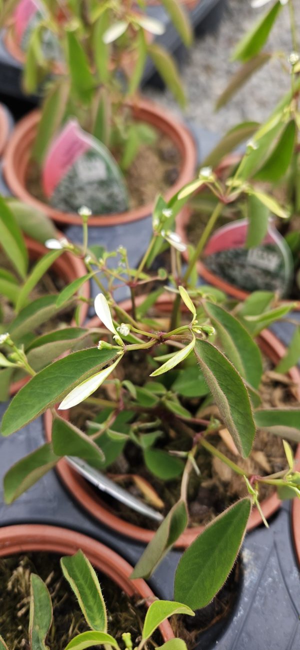 Euphorbia 'Diamond Frost'