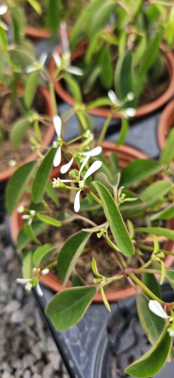 Euphorbia 'Diamond Frost'
