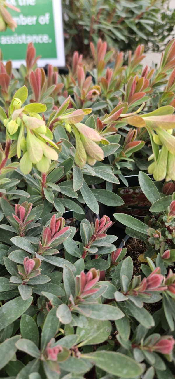 Euphorbia 'Galaxy Glow' 2 Euphorbia 'Galaxy Glow'