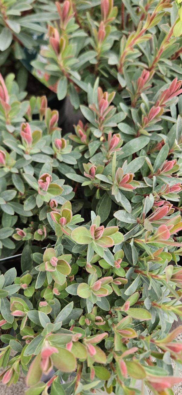 Euphorbia 'Galaxy Glow' 3 Euphorbia 'Galaxy Glow'