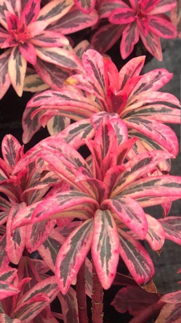 Euphorbia amygdaloides 'Frosted Flame'