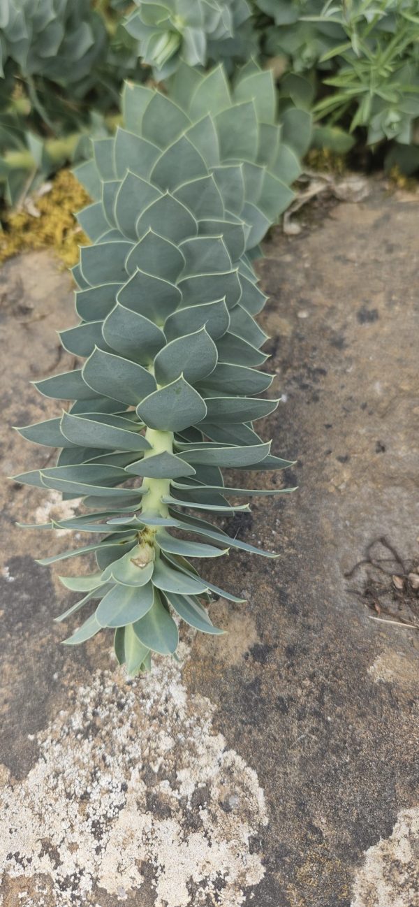 Euphorbia myrsinites Euphorbia myrsinites