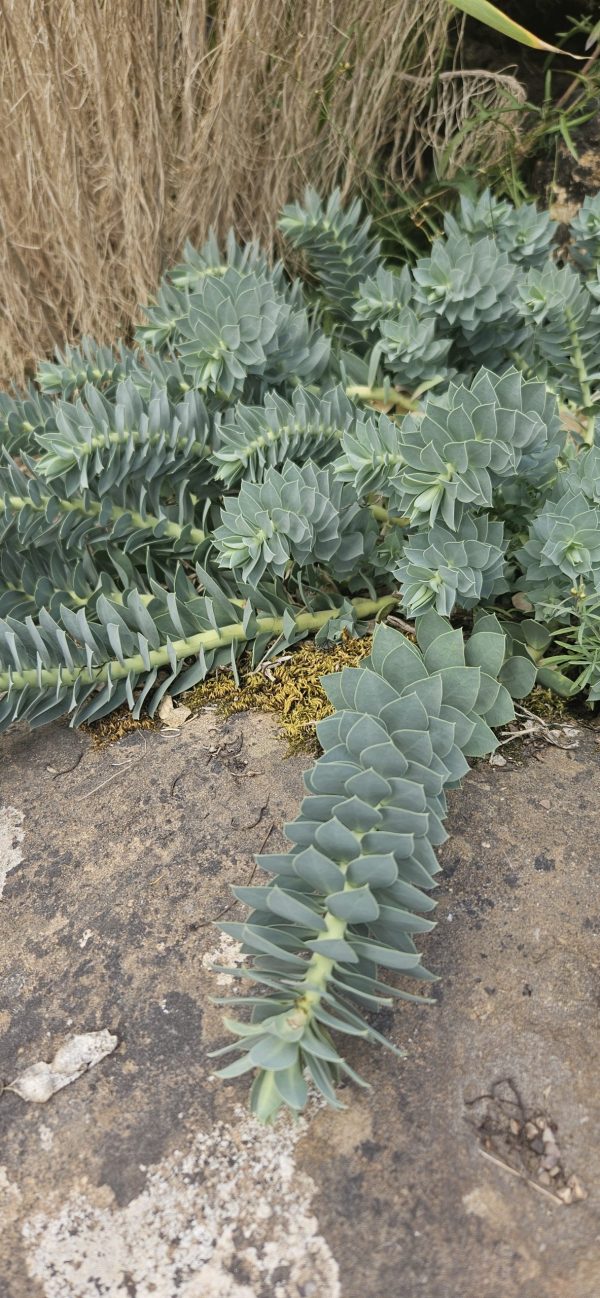 Euphorbia myrsinites2 Euphorbia myrsinites