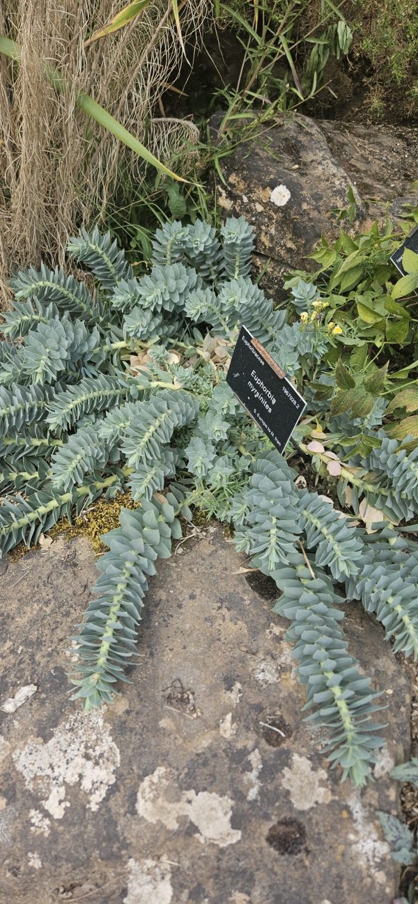 Euphorbia myrsinites3 Euphorbia myrsinites