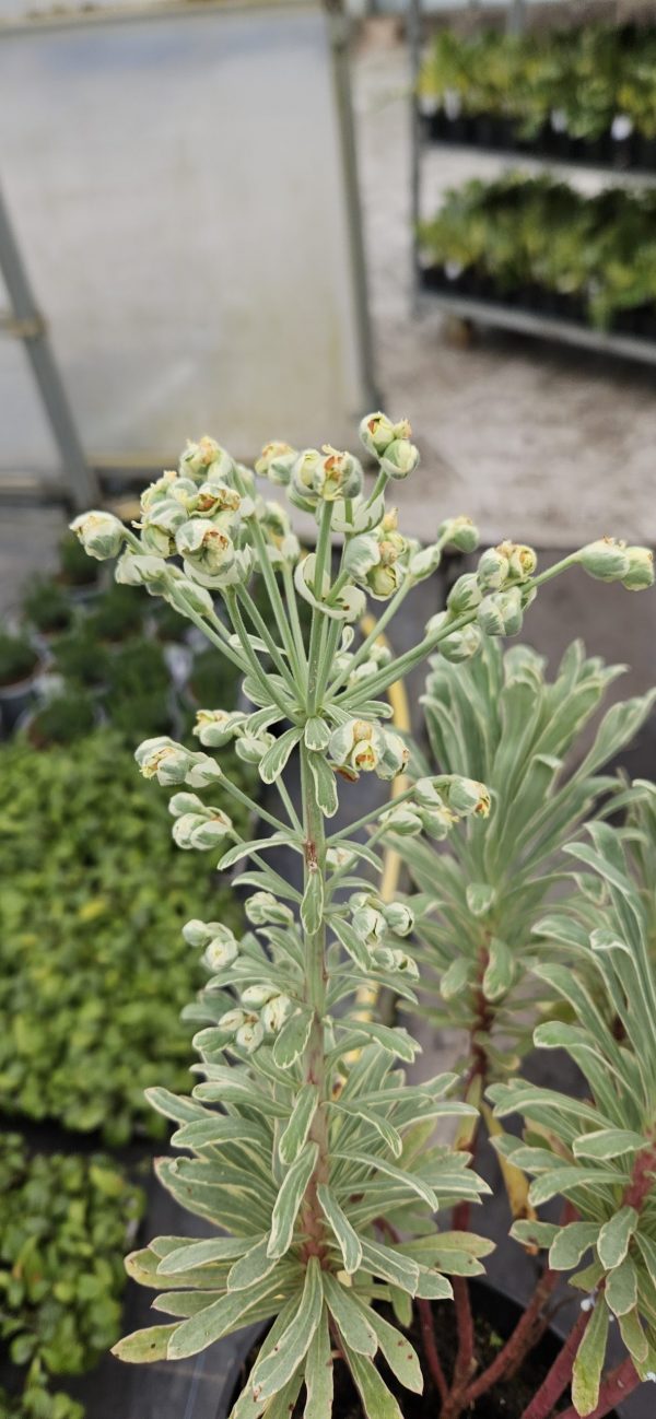 Euphorbia characias 'Silver Edge'