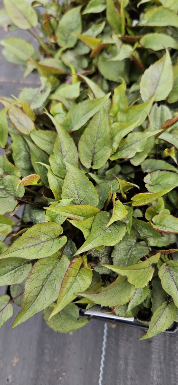 Eurybia divaricatus 'Beth Chatto' (Aster) Eurybia divaricatus 'Beth Chatto'