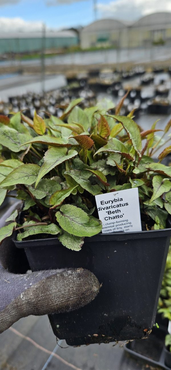 Eurybia divaricatus 'Beth Chatto' (Aster)2 Eurybia divaricatus 'Beth Chatto'