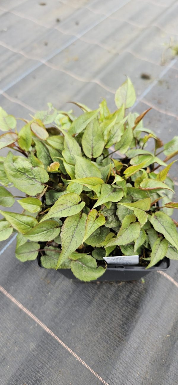 Eurybia divaricatus 'Beth Chatto' (Aster)3 Eurybia divaricatus 'Beth Chatto'