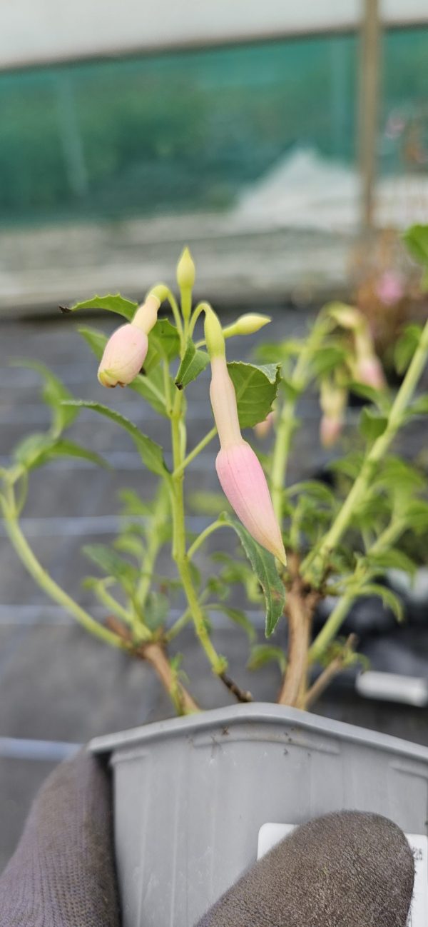 Fuchsia 'Whiteknights Pearl'