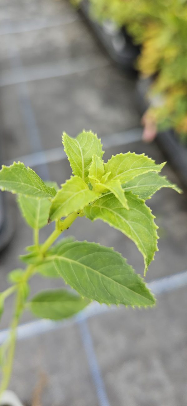 Fuchsia 'Whiteknights Pearl'