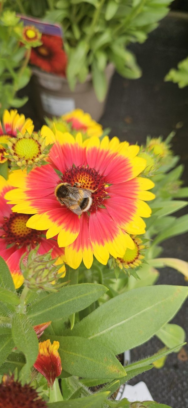 Gaillardia aristata 'Guapa Flamenco Bicolour'