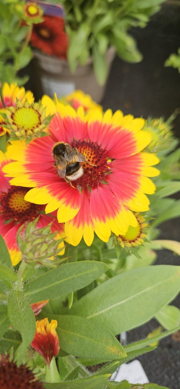 Gaillardia aristata 'Guapa Flamenco Bicolour'