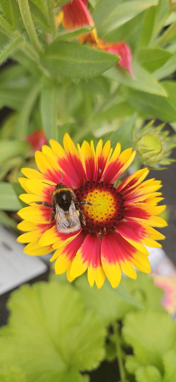 Gaillardia aristata 'Guapa Flamenco Bicolour'