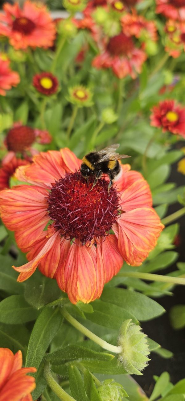 Gaillardia aristata 'Guapa Red' Gaillardia aristata 'Guapa Red'