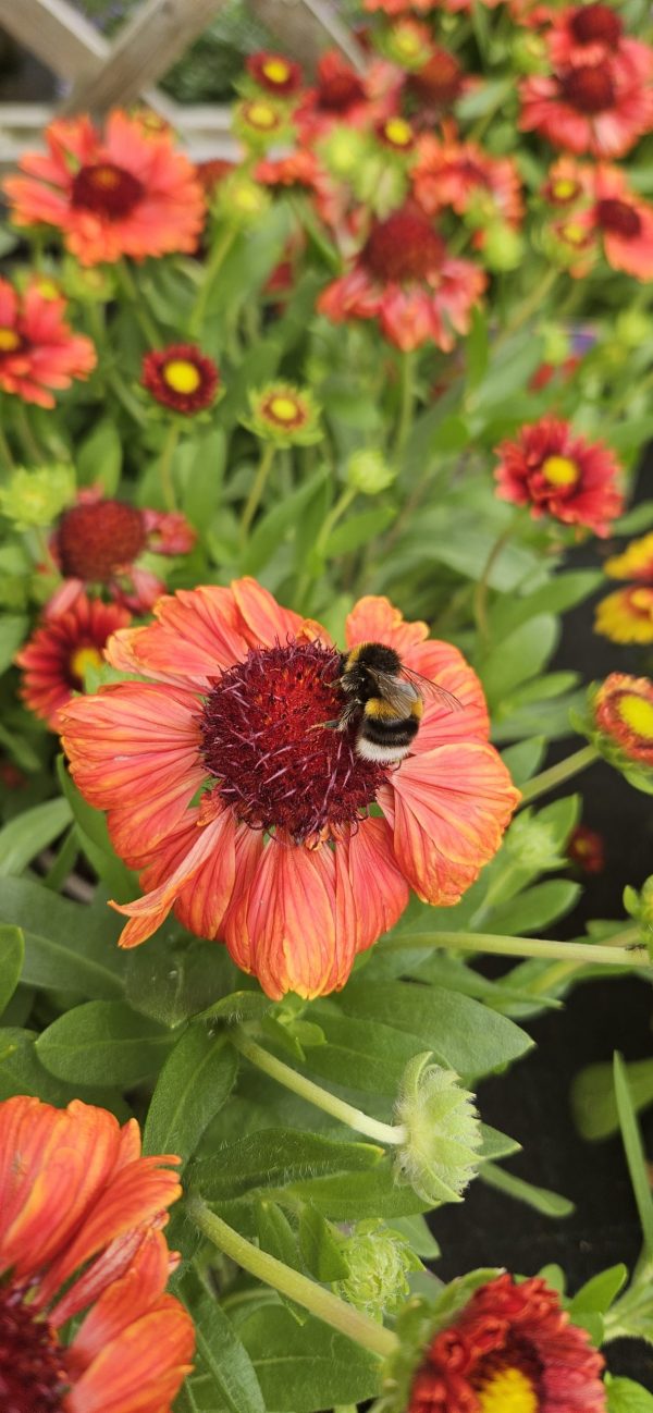 Gaillardia aristata 'Guapa Red'2 Gaillardia aristata 'Guapa Red'