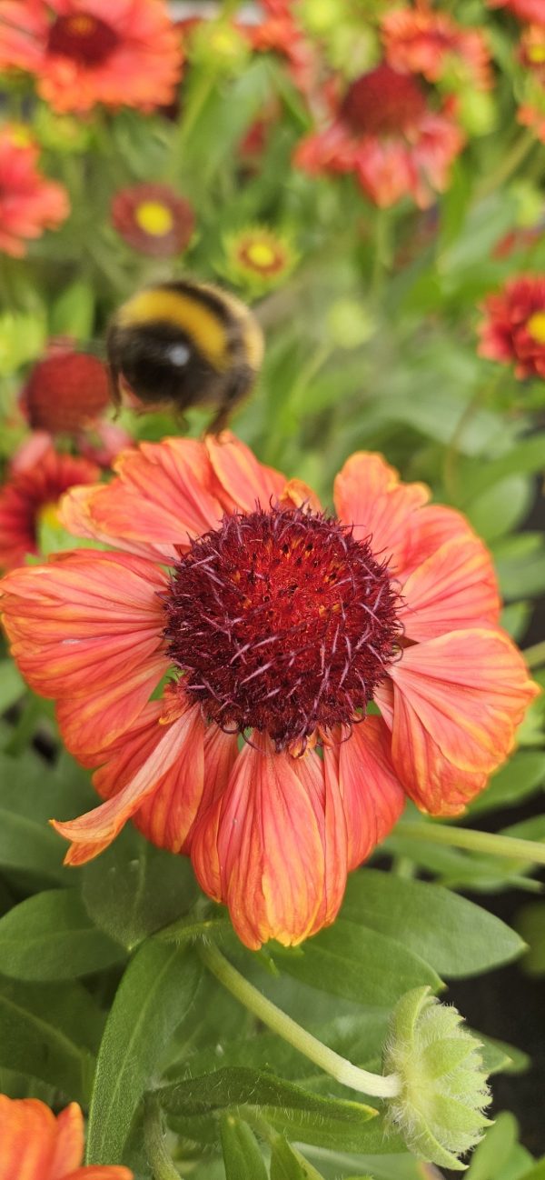 Gaillardia aristata 'Guapa Red'3 Gaillardia aristata 'Guapa Red'