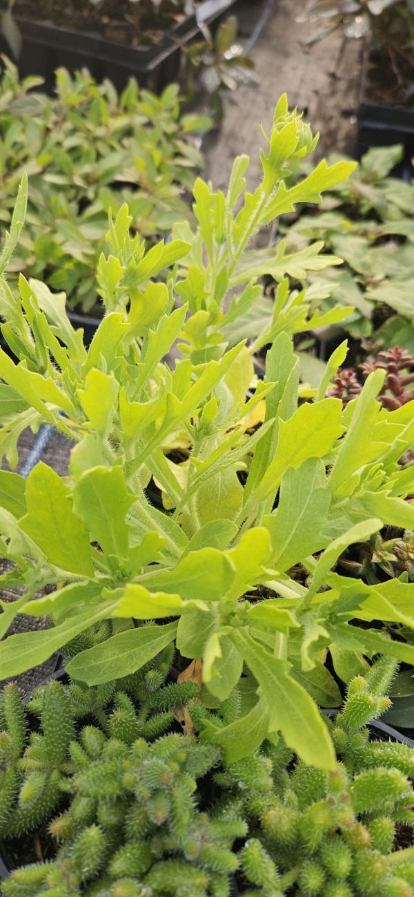 Gaillardia x grandiflora 'Fanfare Citronella' Gaillardia x grandiflora 'Fanfare Citronella'