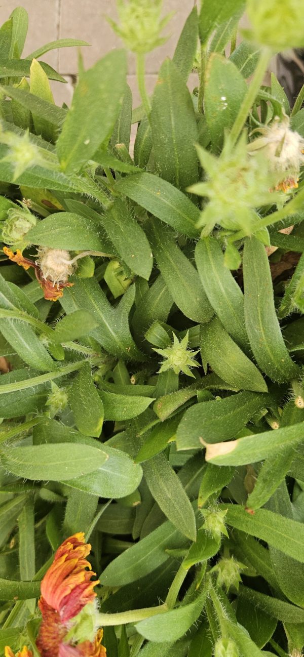 Gaillardia x grandiflora 'Fanfare Coral Glow' Gaillardia x grandiflora 'Fanfare Coral Glow'