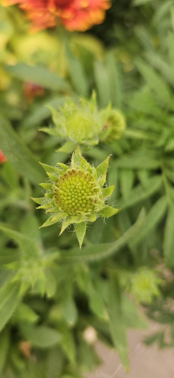 Gaillardia x grandiflora 'Fanfare Coral Glow'2 Gaillardia x grandiflora 'Fanfare Coral Glow'