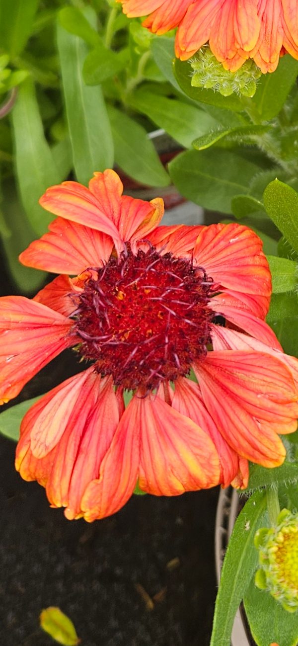 Gaillardia x grandiflora 'Mesa Red'