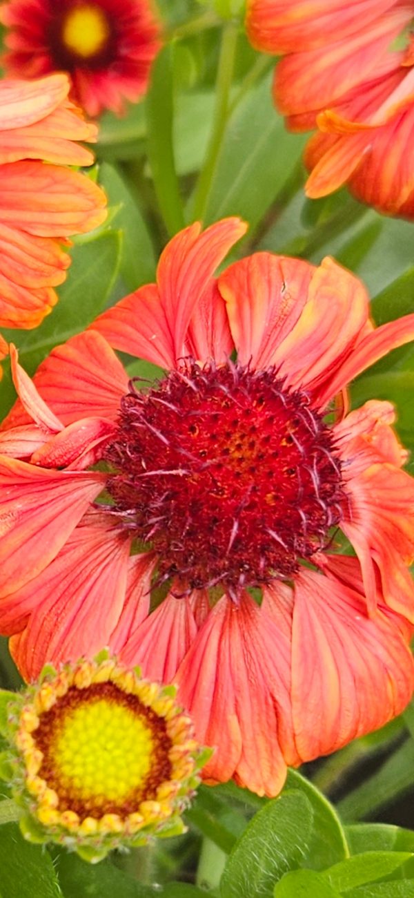 Gaillardia x grandiflora 'Mesa Red'