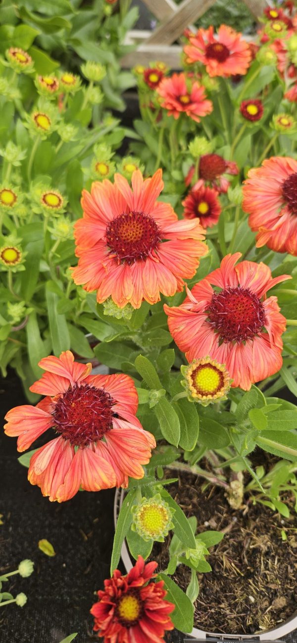 Gaillardia x grandiflora 'Mesa Red'