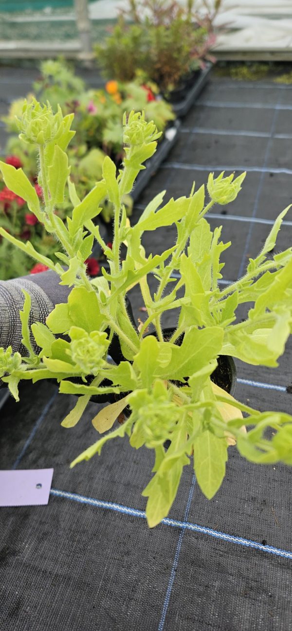 Gaillardia x grandiflora 'Mesa Yellow'