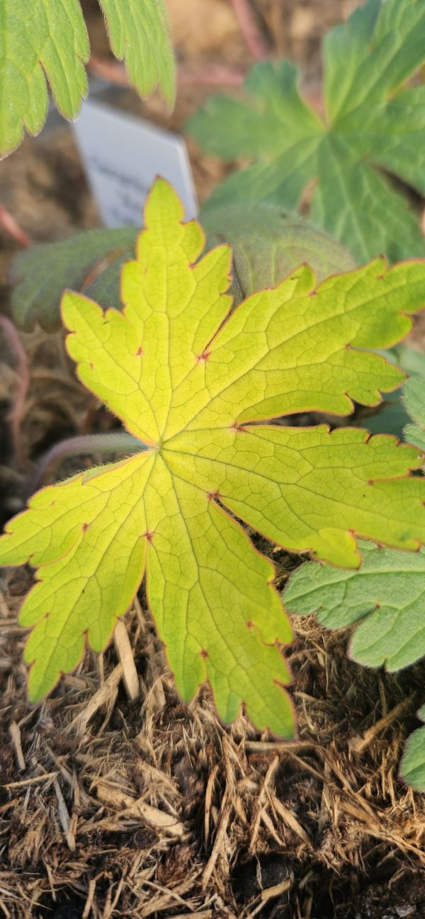 Geranium 'Ann Folkard' Geranium 'Ann Folkard'