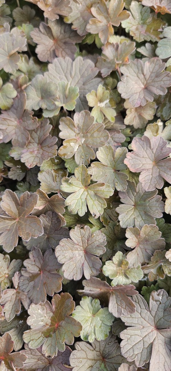 Geranium 'Dusky Rose' Geranium 'Dusky Rose'