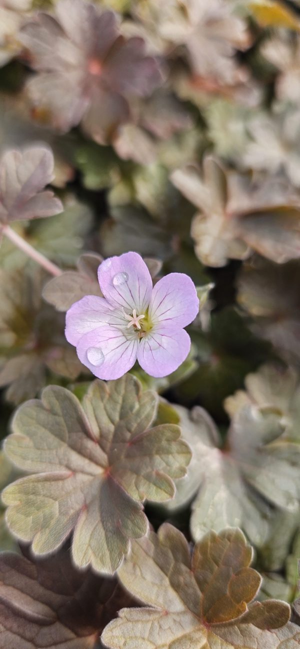Geranium 'Dusky Rose'2 Geranium 'Dusky Rose'