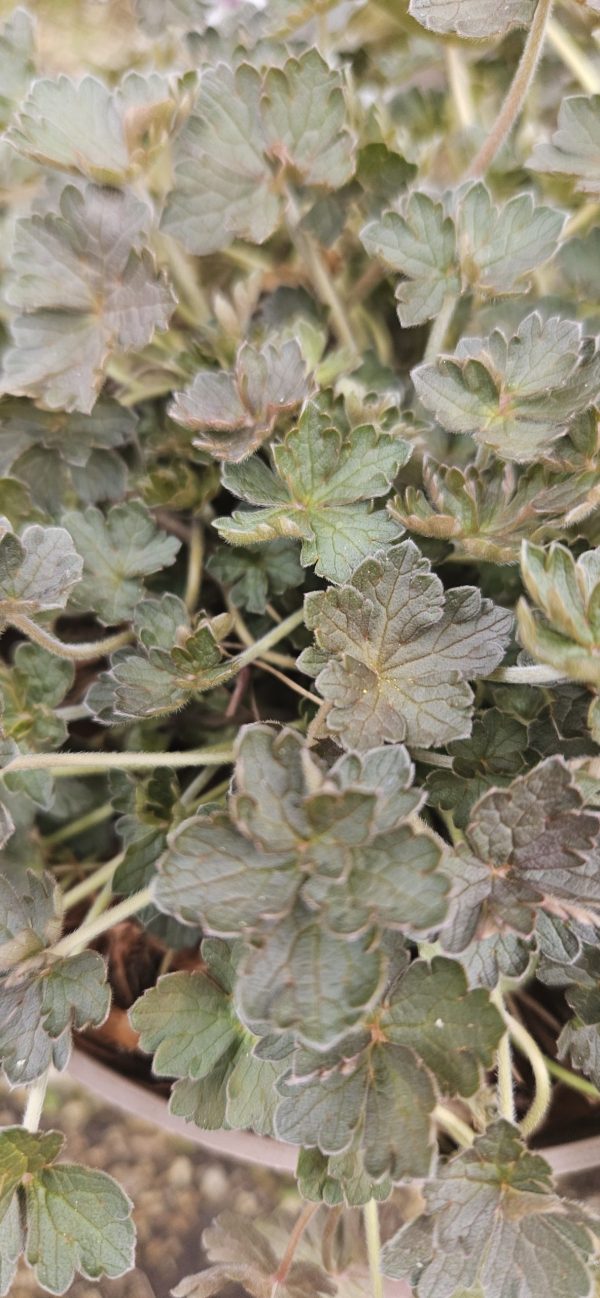 Geranium 'Orkney Cherry' Geranium 'Orkney Cherry'