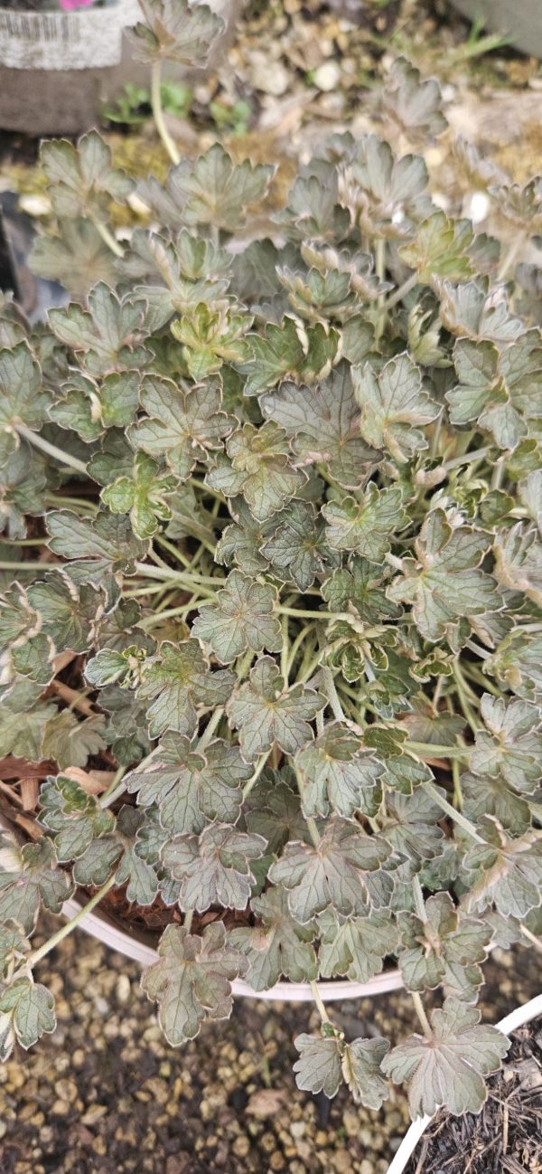 Geranium 'Orkney Cherry'2 Geranium 'Orkney Cherry'