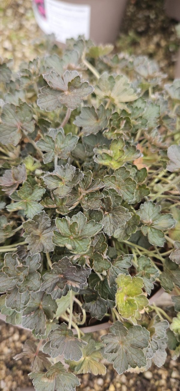 Geranium 'Orkney Cherry'3 Geranium 'Orkney Cherry'