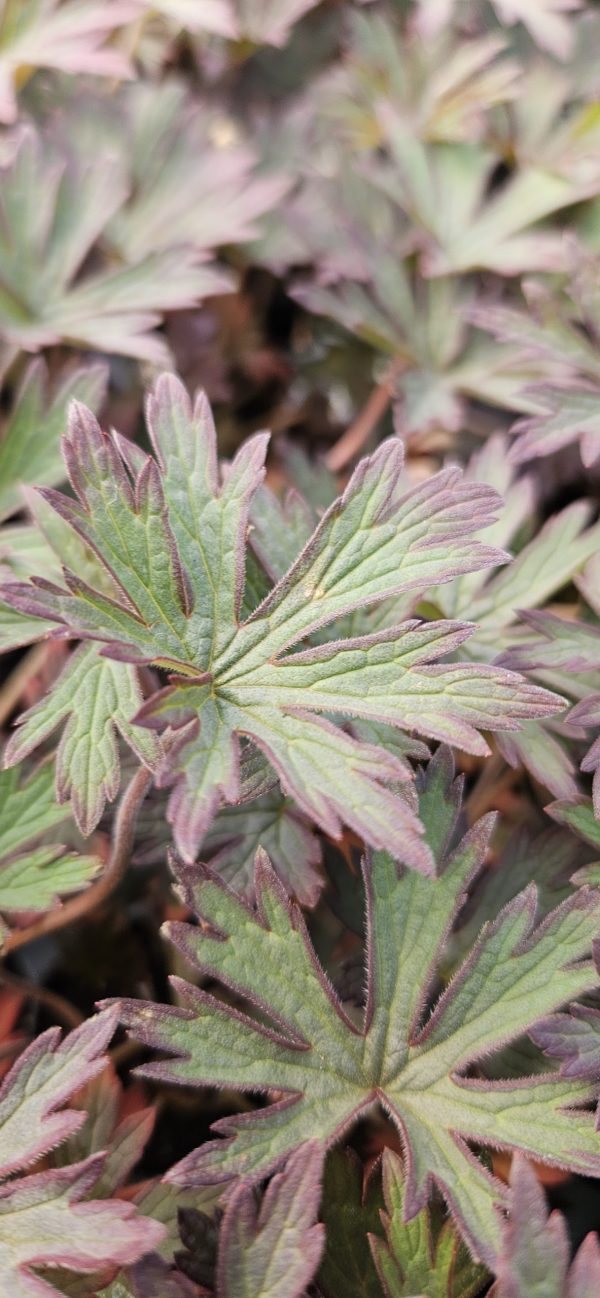 Geranium Pratense 'Black Beauty' Geranium pratense 'Black Beauty'