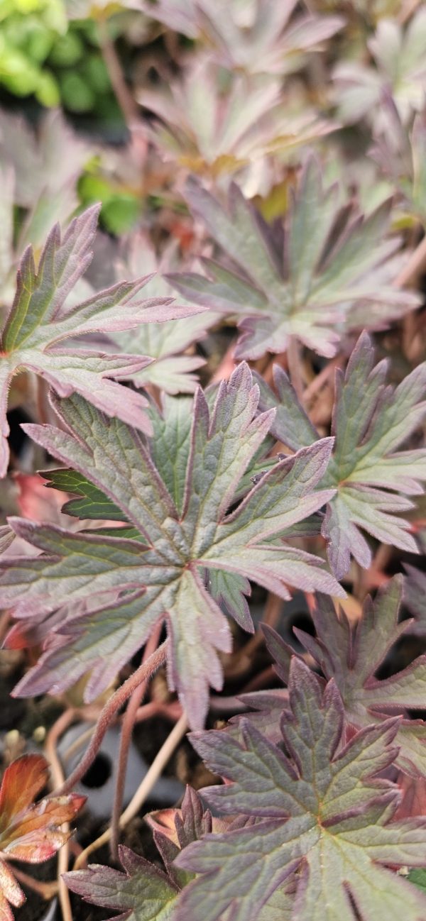Geranium Pratense 'Black Beauty'2 Geranium pratense 'Black Beauty'